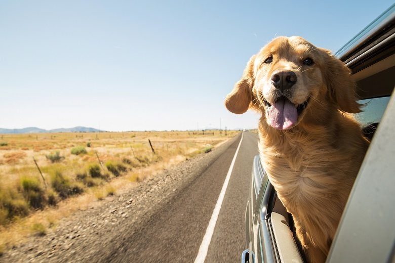 Things You Should Know About Pet Transportation Services Toronto