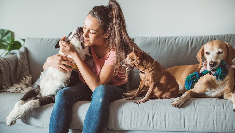 Factors To Consider Before Hiring A Professional Pet Sitter