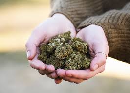 cbd flower