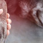 Key Arguments for Holding an ESA Letter