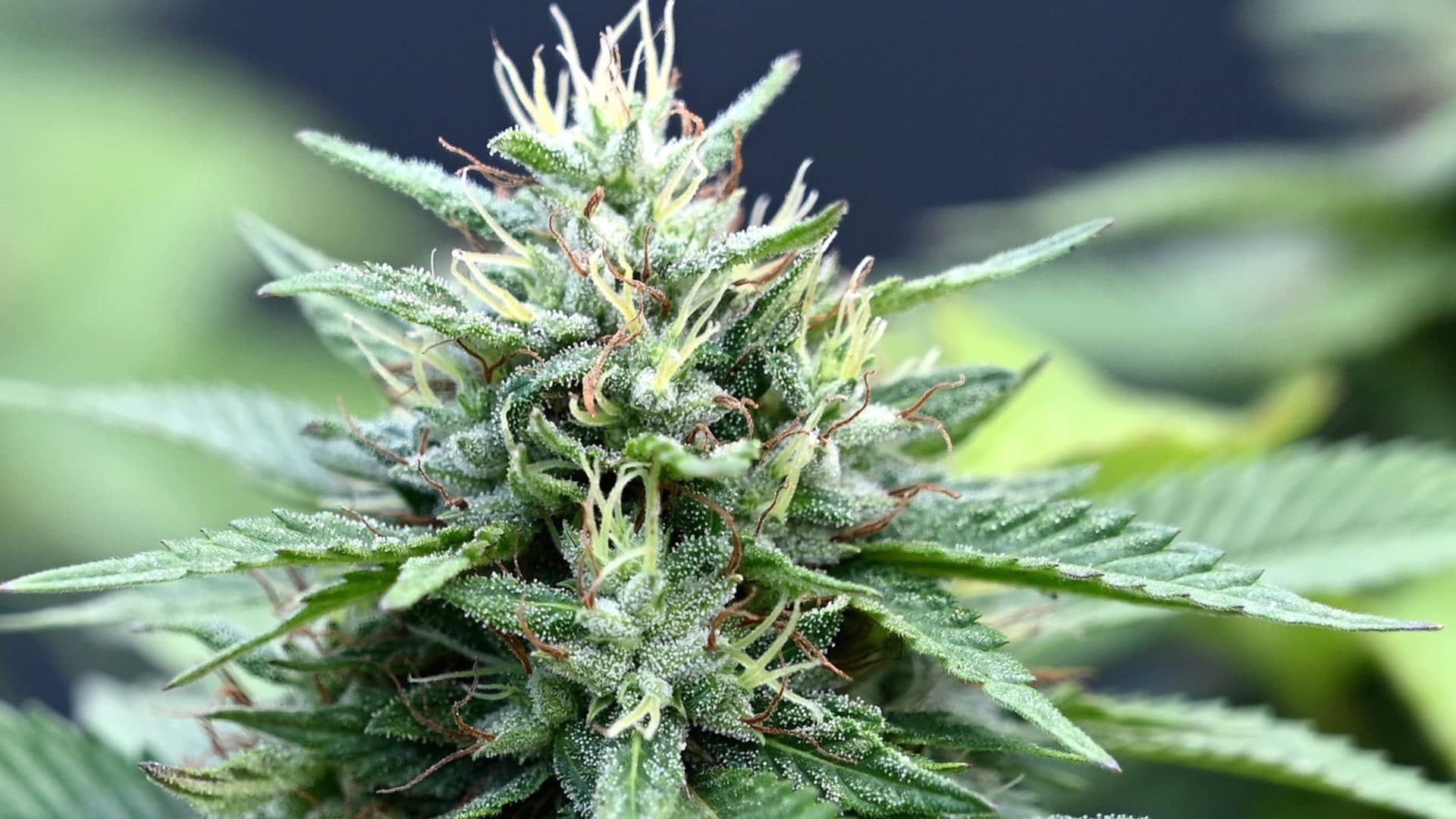 Cannabis