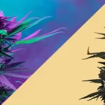 cbd flower