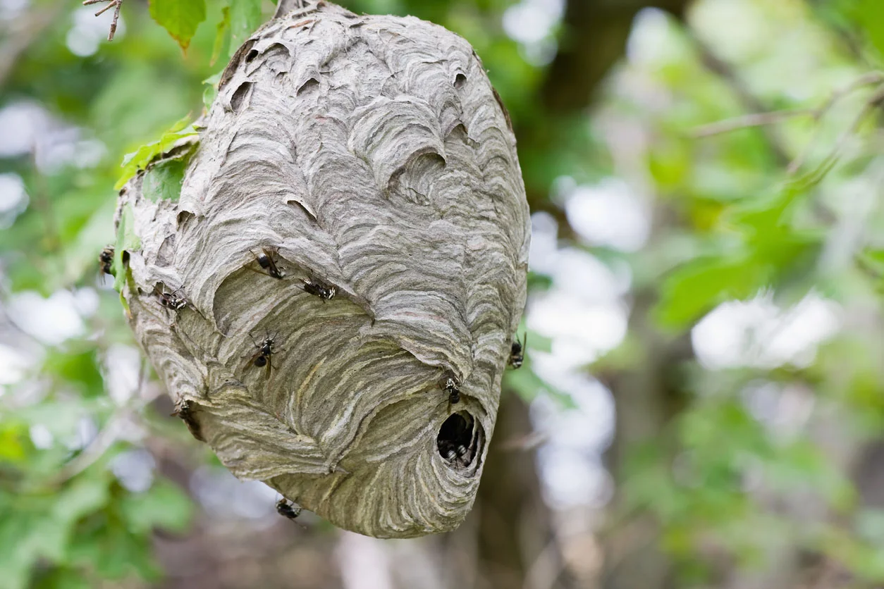 wasp nest removal