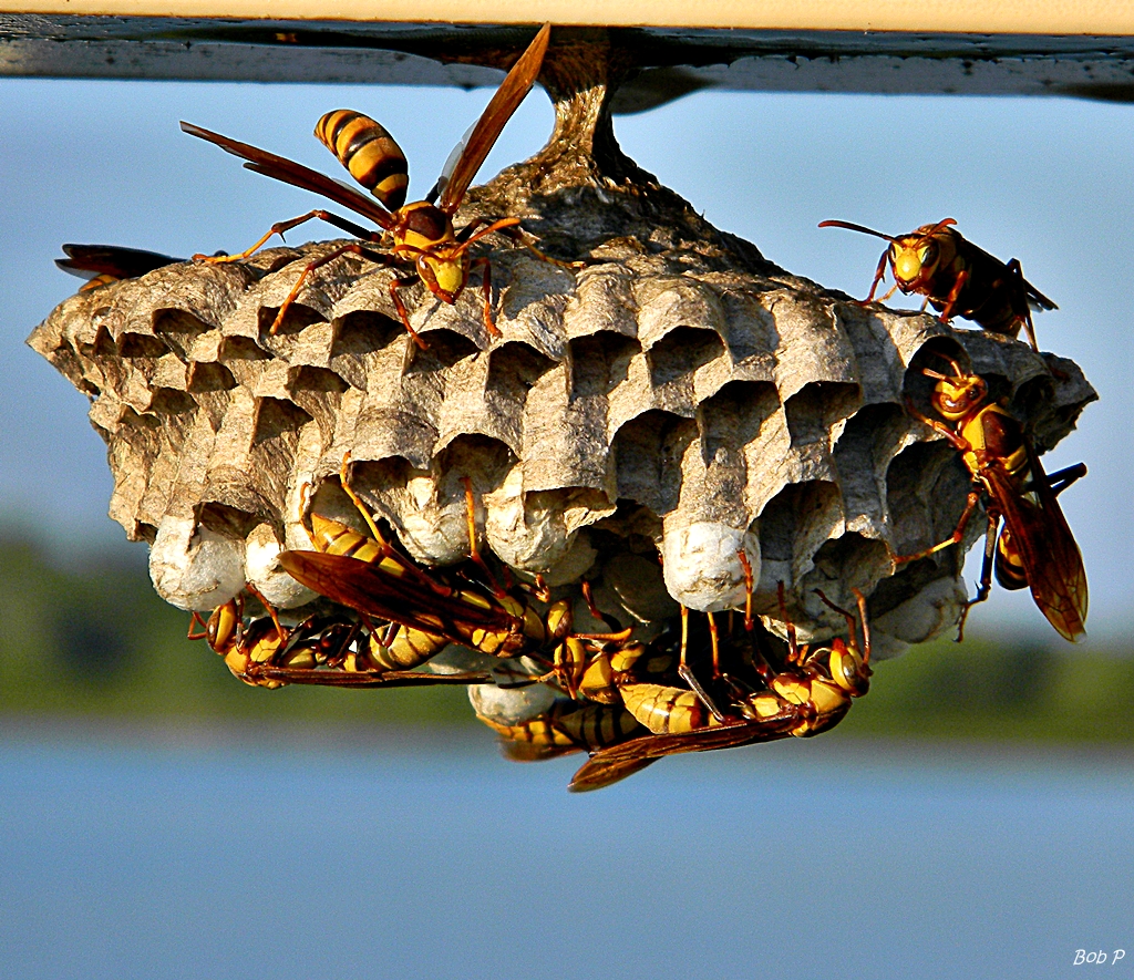 Wasp Nest Removal and Understanding Habits of Diverse Alien Pests