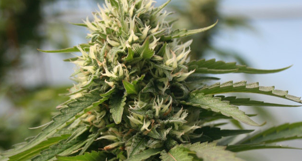 Delta 8 THC: Uncovering a New Frontier in Cannabis Products